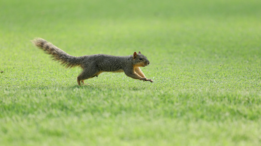 squirrel-runs-on-grass...